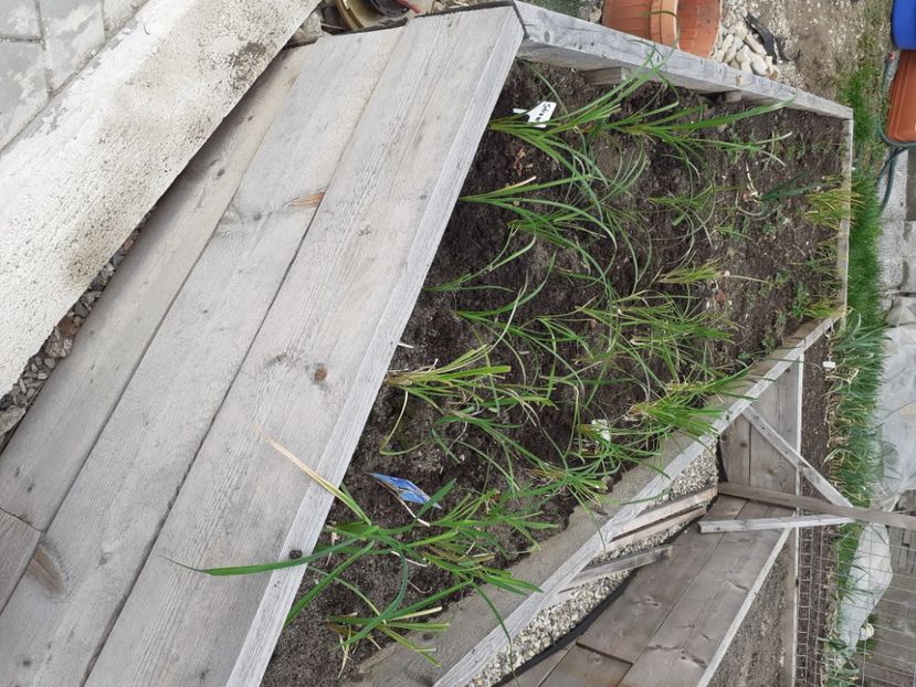 Hemerocallis hibrizii mei - Gradina 2021