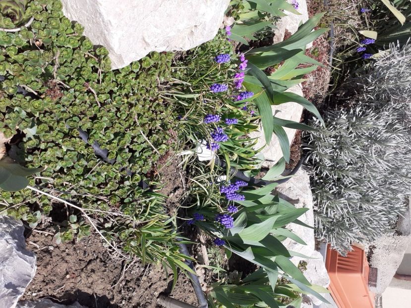  - Gradina 2021