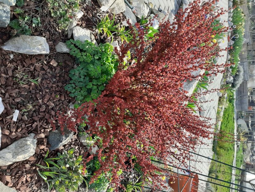  - Gradina 2021