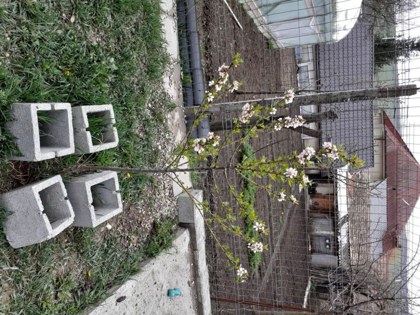  - Gradina 2021