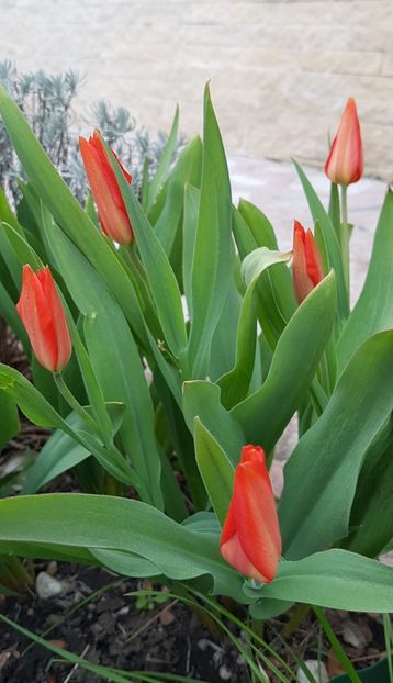 Lalele multiflora - Aprilie 2021