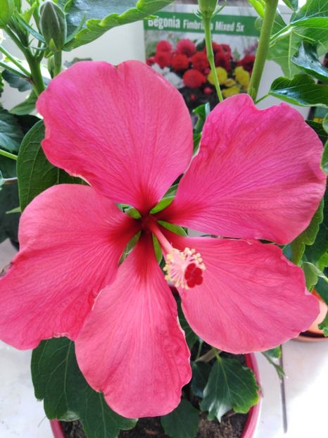  - HIBISCUS 2021
