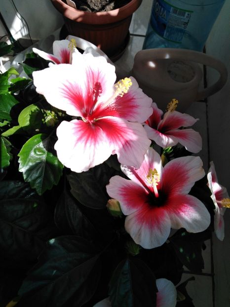  - HIBISCUS 2021