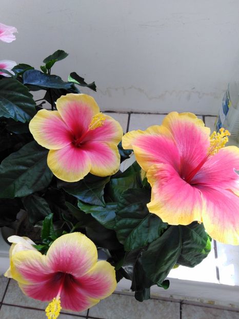  - HIBISCUS 2021