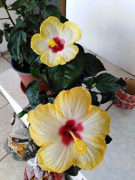  - HIBISCUS 2021