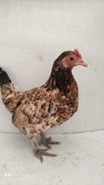 vanduta - De vanzare gainuse mi de flori