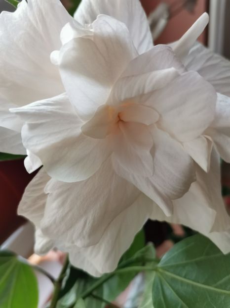  - Hibiscus 2015-2024