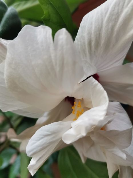  - Hibiscus 2015-2024