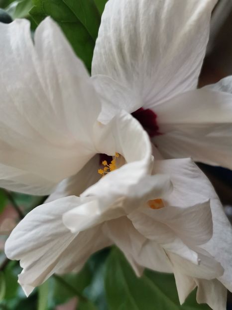  - Hibiscus 2015-2024