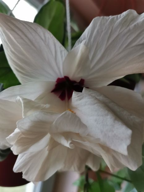  - Hibiscus 2015-2024