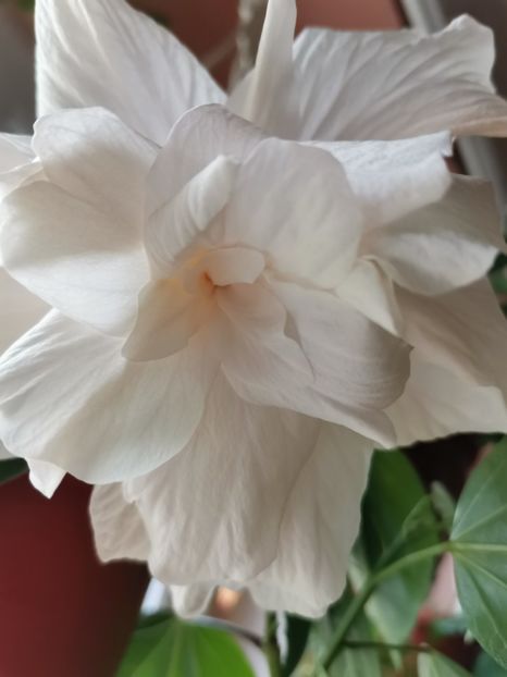  - Hibiscus 2015-2024
