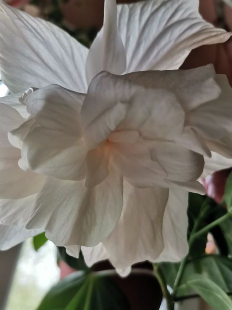  - Hibiscus 2015-2024