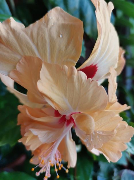  - Hibiscus 2015-2024