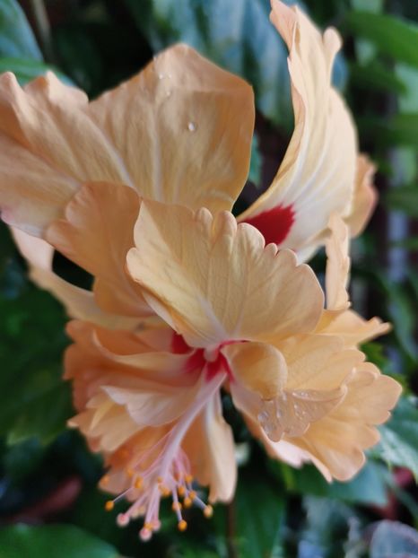  - Hibiscus 2015-2024