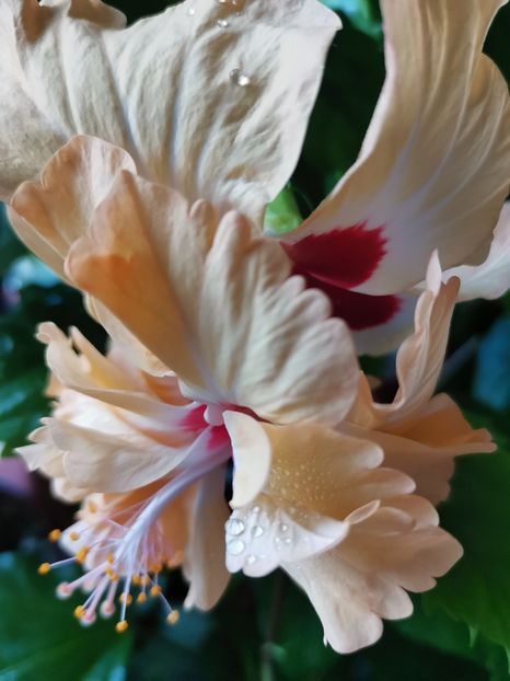  - Hibiscus 2015-2024