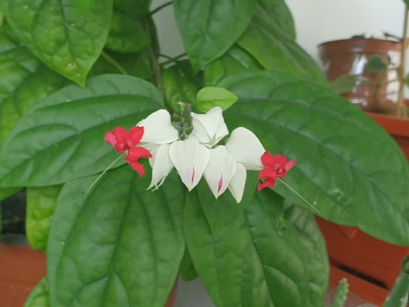  - Clerodendrum Thomsoniae