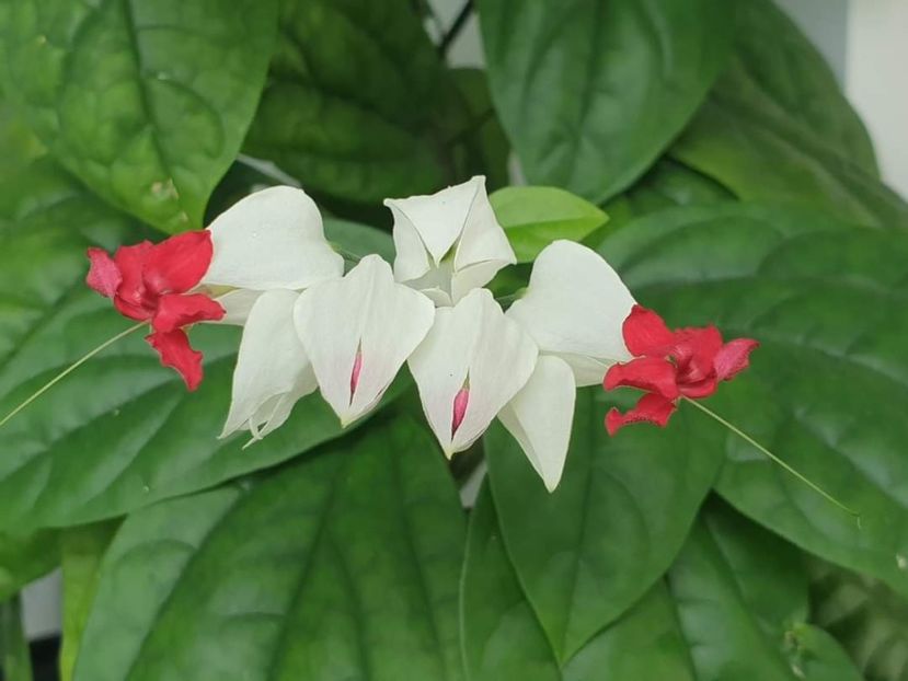  - Clerodendrum Thomsoniae