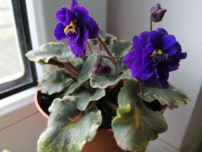  - Skagit VICTORY trail