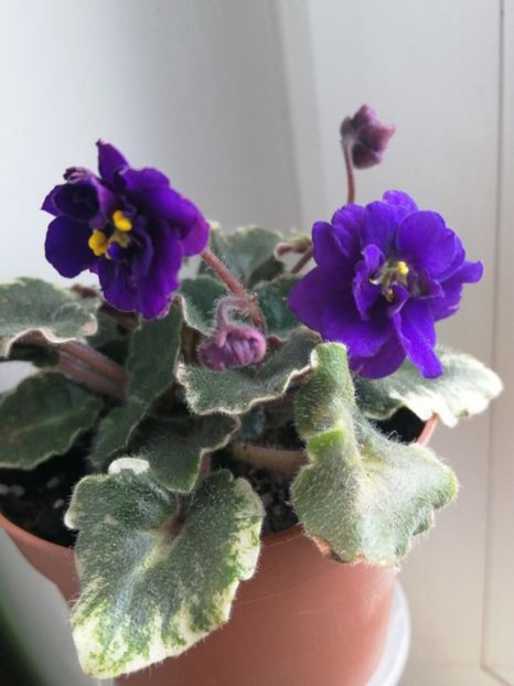  - Skagit VICTORY trail