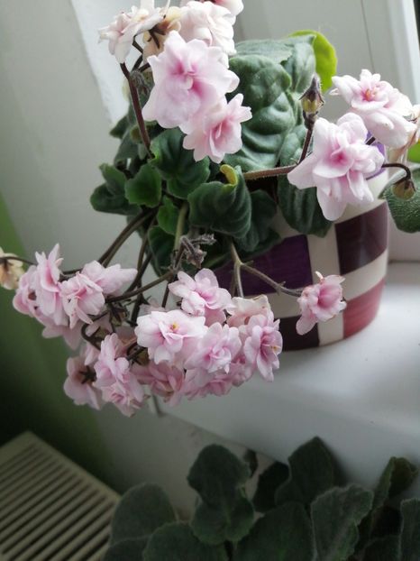  - Rob-s Vanilla Trail