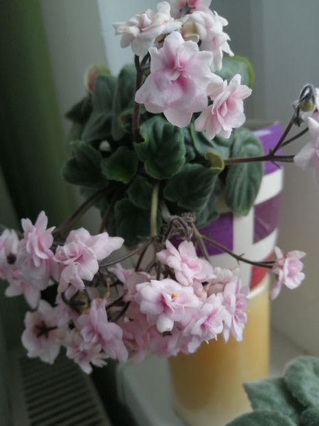  - Rob-s Vanilla Trail