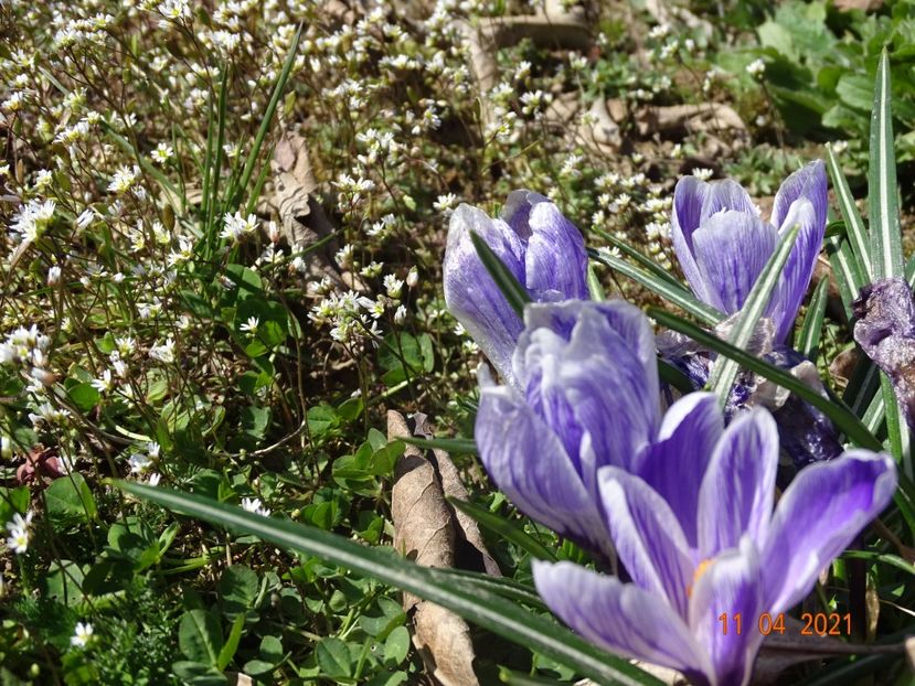 crocus Pickwick - z-Dobarland 2021