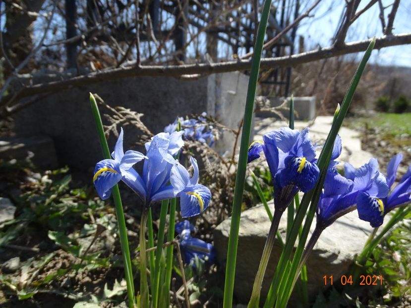 iris reticulata Alida - z-Dobarland 2021