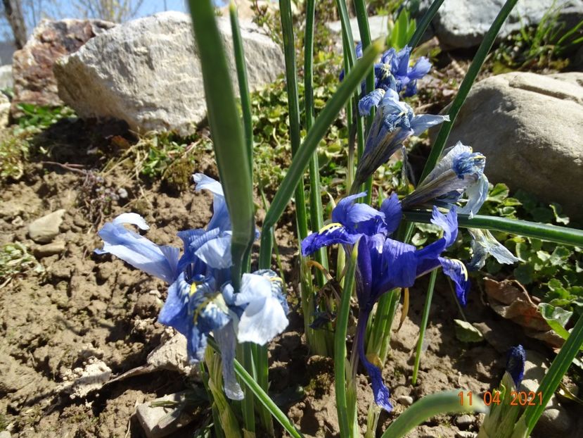 iris reticulata Alida - z-Dobarland 2021