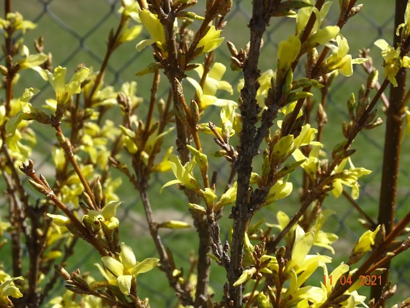 forsythia Lemon Supreme - z-Dobarland 2021