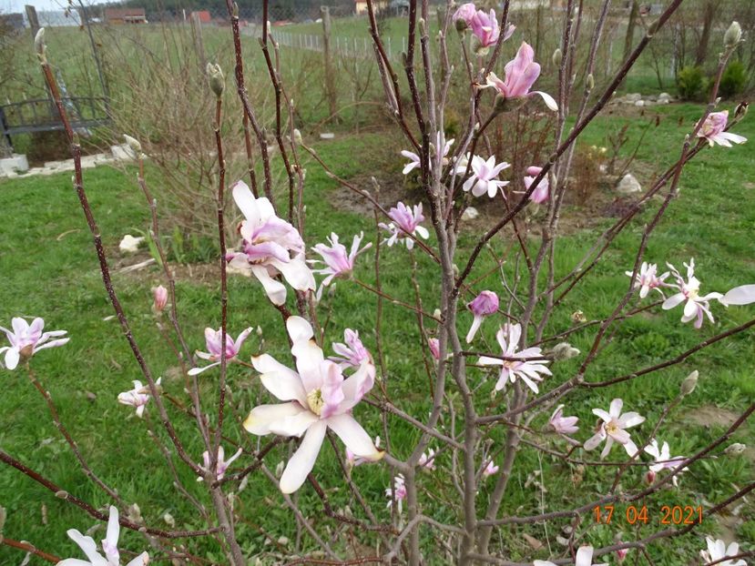 magnolia stellata Rosea - z-Dobarland 2021