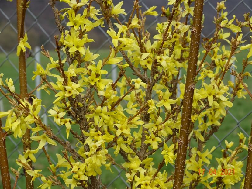 forsythia Lemon Supreme - z-Dobarland 2021