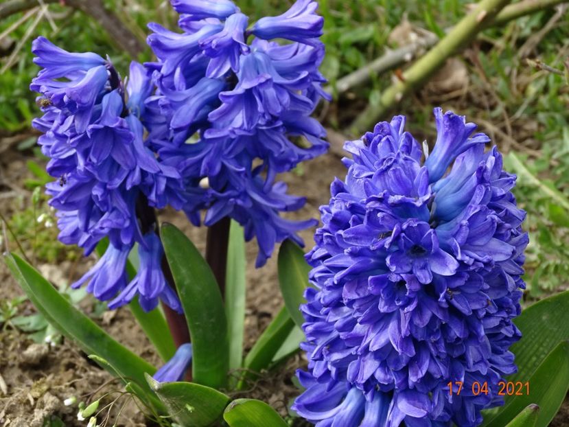 zambile Blue Delft - z-Dobarland 2021