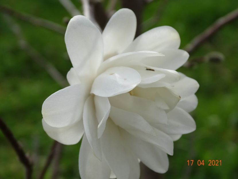 magnolia Mag's Pirouette - z-Dobarland 2021