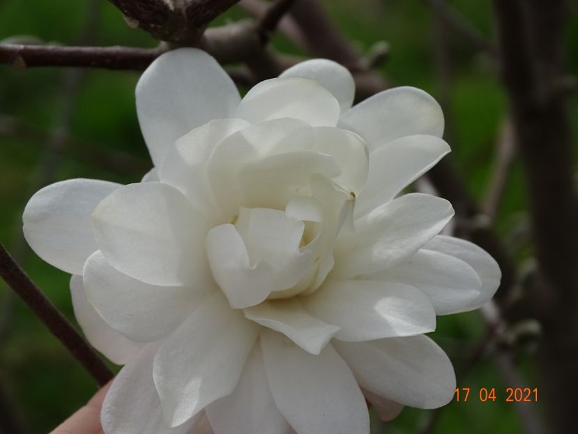 magnolia Mag's Pirouette - z-Dobarland 2021