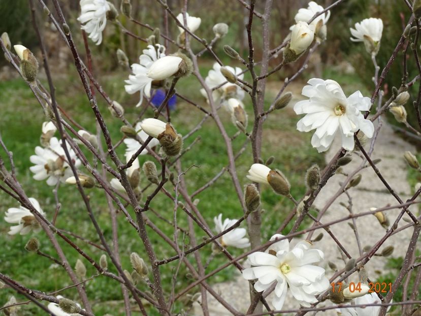 magnolia stellata - z-Dobarland 2021