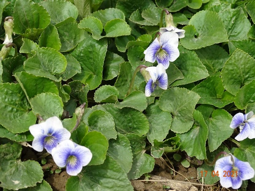 viola Hungarian Beauty - z-Dobarland 2021