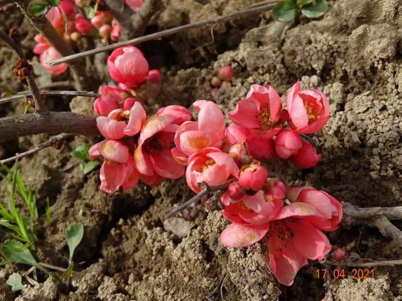chaenomeles Pink Trail - z-Dobarland 2021