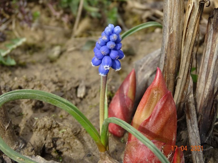 muscari - z-Dobarland 2021