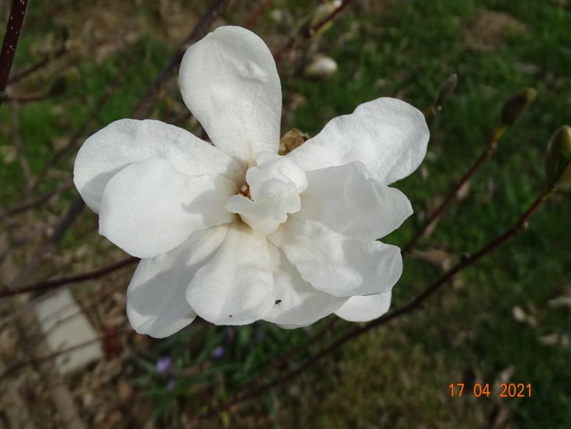 magnolia kobus - z-Dobarland 2021
