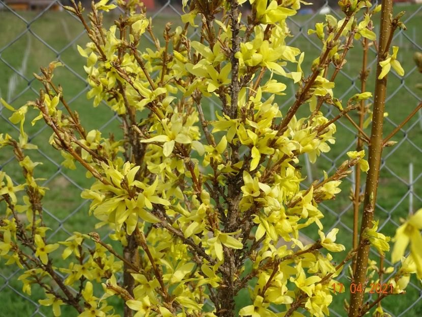 forsythia Lemon Supreme - z-Dobarland 2021
