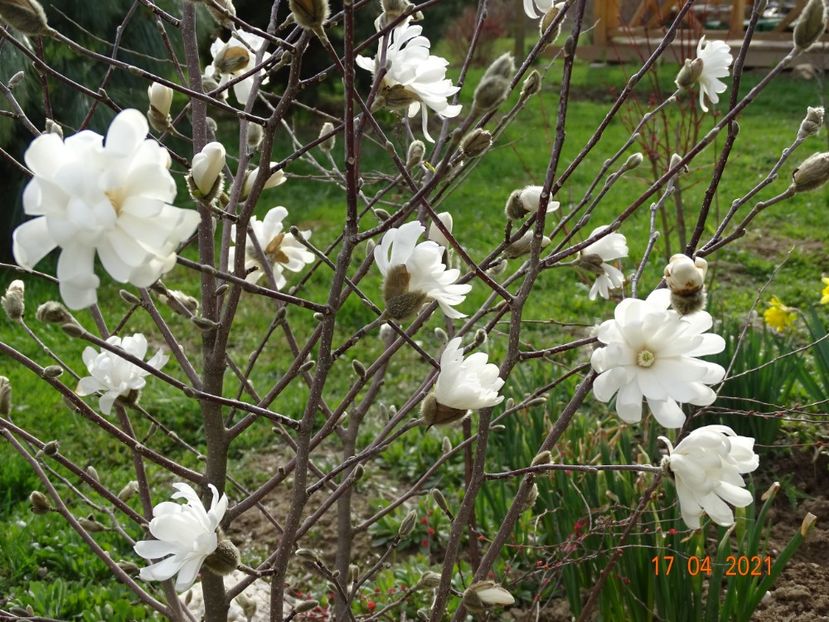 magnolia stellata - z-Dobarland 2021