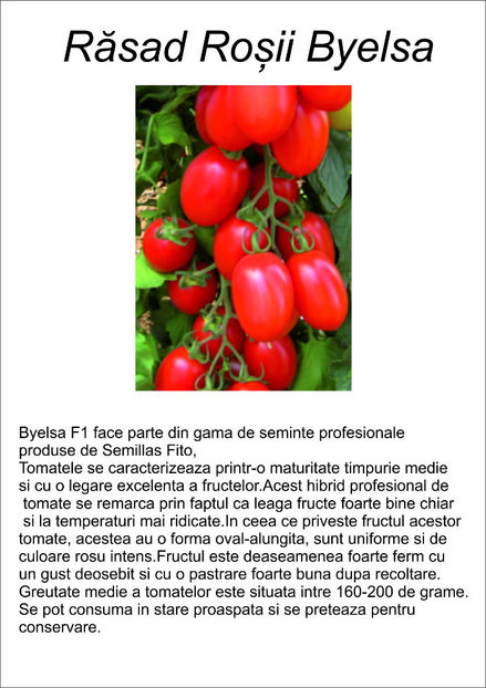 Byelsa - VIND RASAD LEGUME 2023