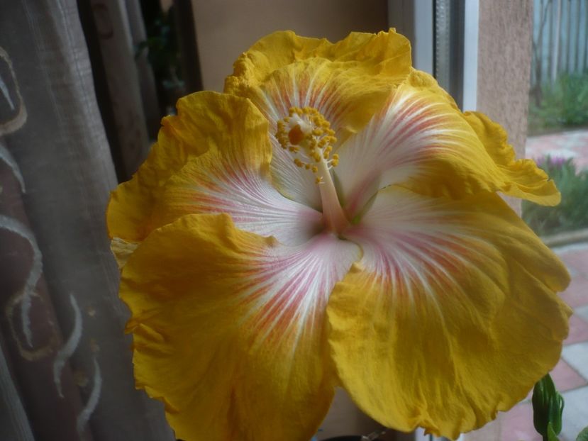 P1470547 - HIBISCUSI 2021-1
