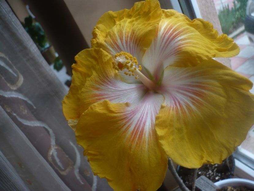 P1470549 - HIBISCUSI 2021-1
