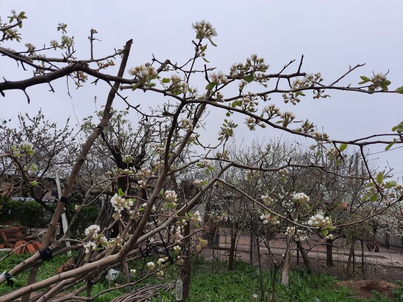  - Par de la Vasile M