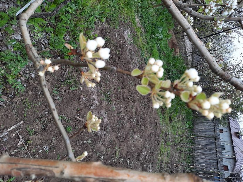  - Par de la Mihaela sun