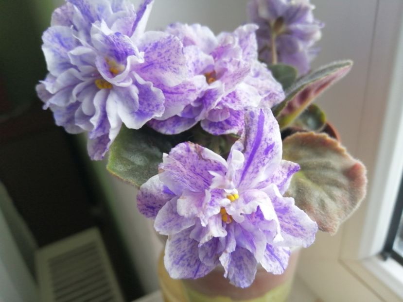  - Rs Morskaya Princessa