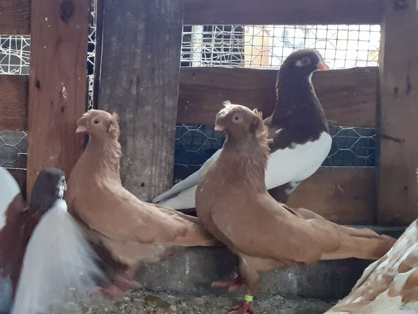  - 8-Jucatorii de Ardeal vechi