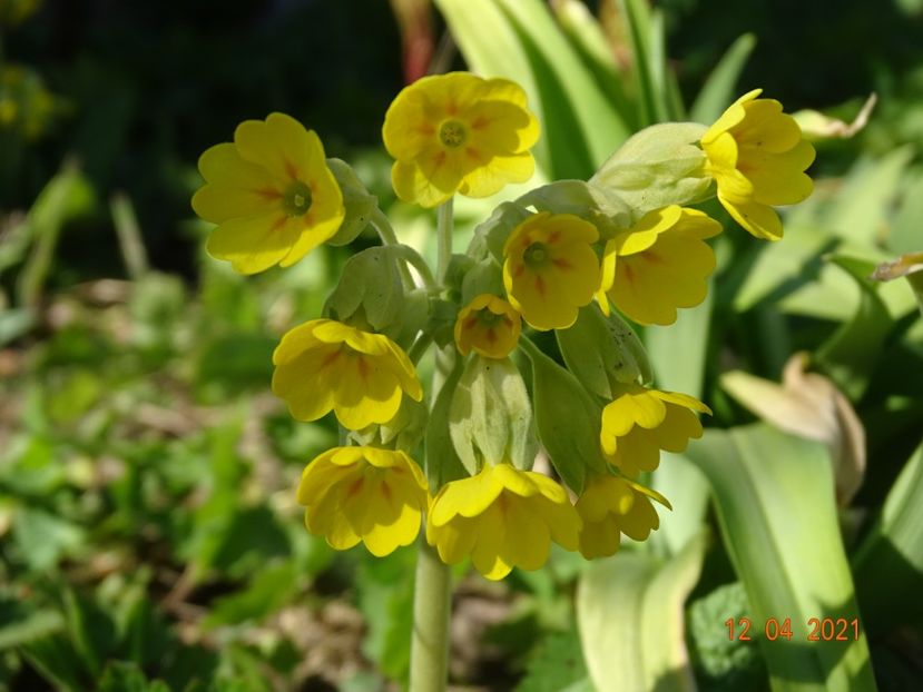  - Primule 2021