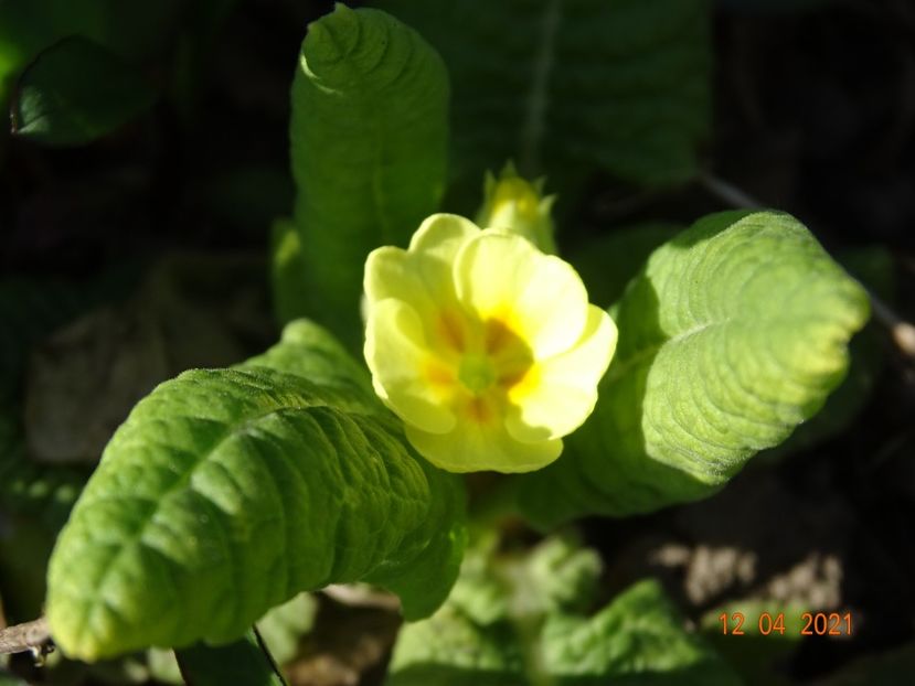  - Primule 2021